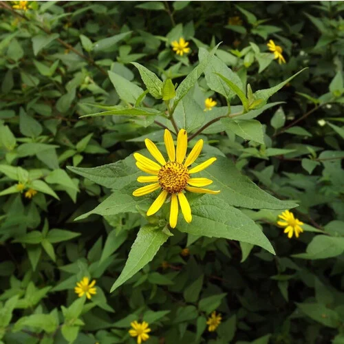 Leptocarpha rivularis specimen image