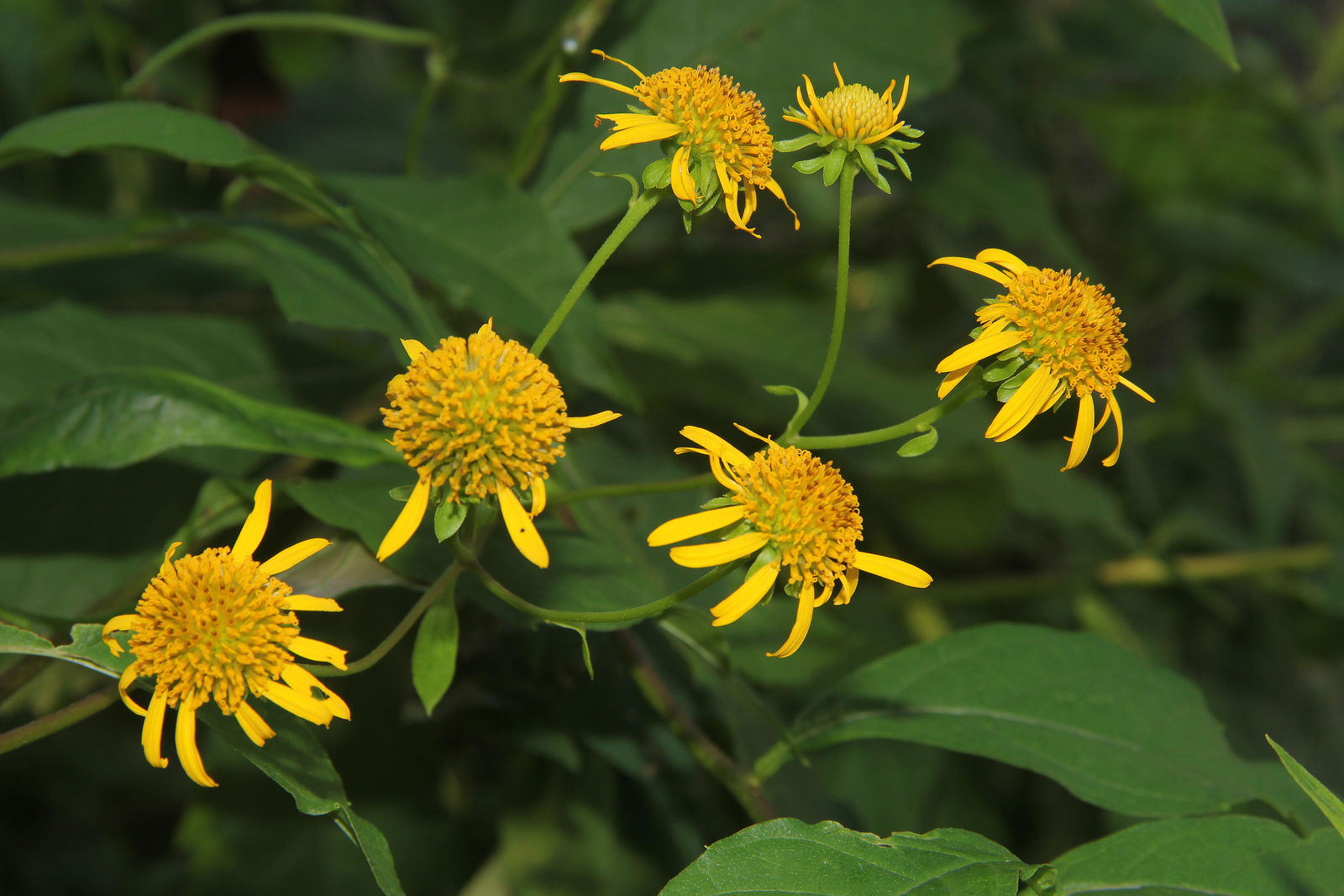 Leptocarpha rivularis field image